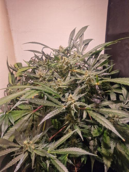 Another Love. Week 10