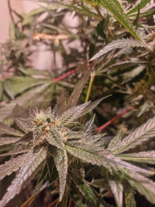 Another Love. Week 10