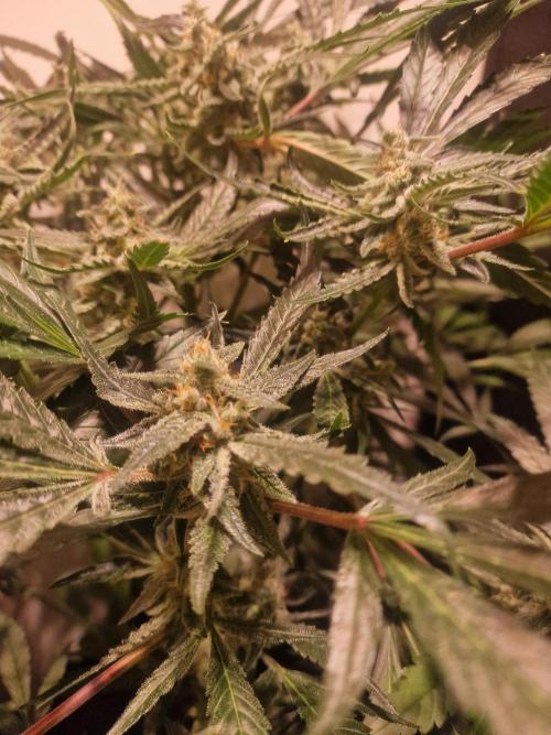 Another Love. Week 10