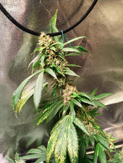 LAVA FREEZE SSSC. Week 11