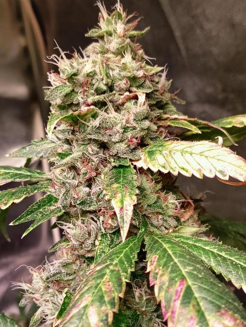 LAVA FREEZE SSSC. Week 11