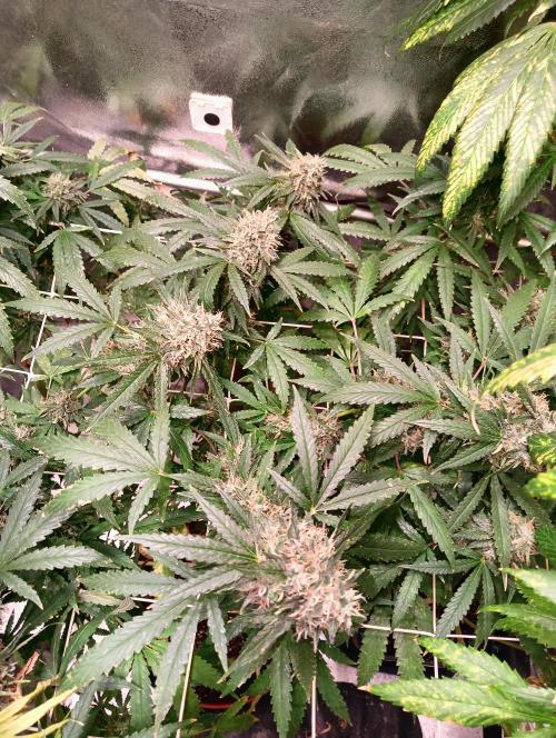 LAVA FREEZE SSSC. Week 11