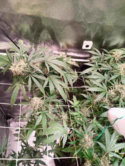 LAVA FREEZE SSSC. Week 11