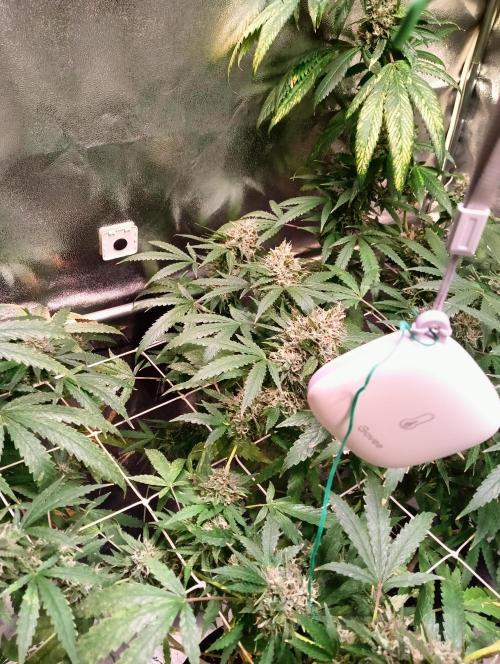 LAVA FREEZE SSSC. Week 11