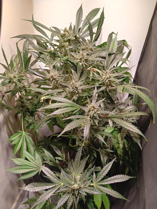 Another Love. Week 11