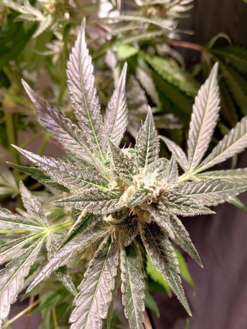 Another Love. Week 11