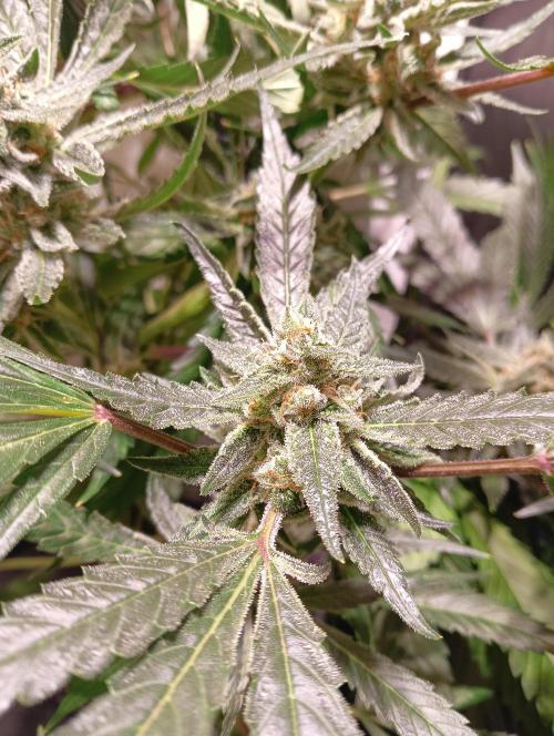 Another Love. Week 11