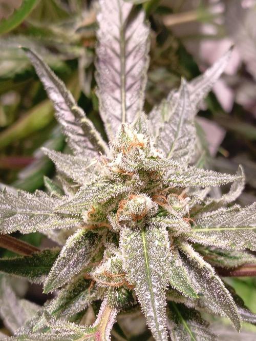 Another Love. Week 11