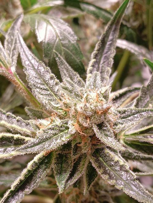 Another Love. Week 11