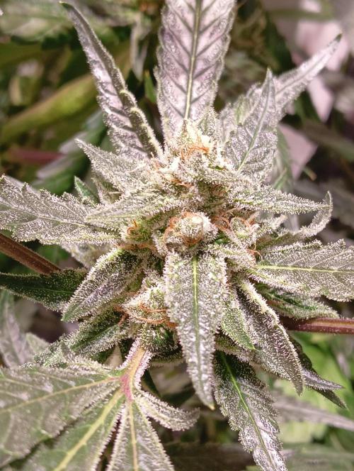 Another Love. Week 11