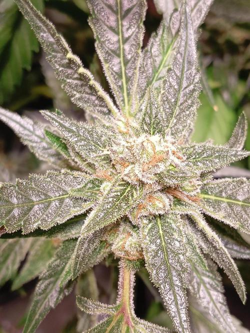 Another Love. Week 11