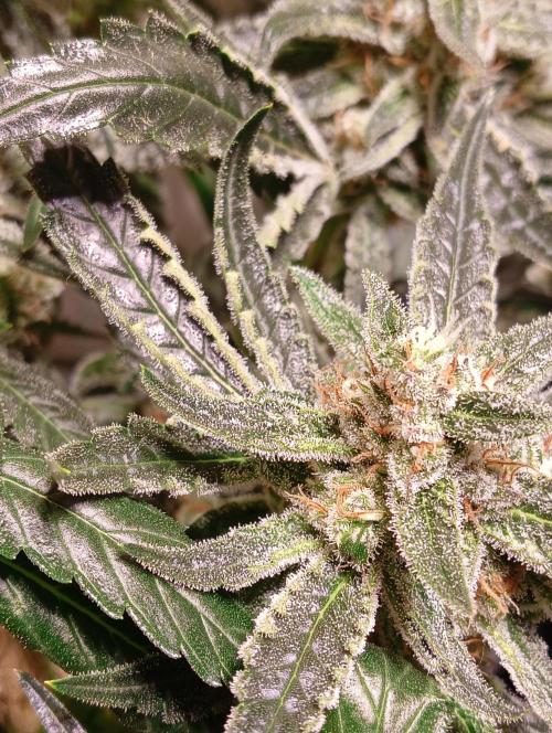 Another Love. Week 11