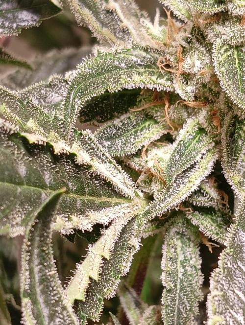 Another Love. Week 11