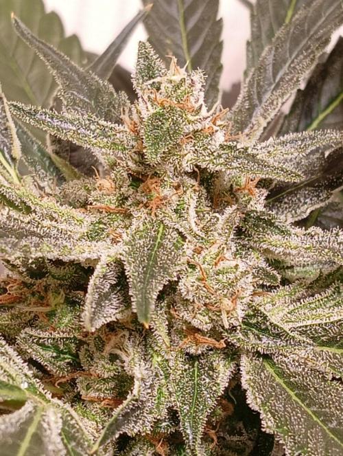 Another Love. Week 11