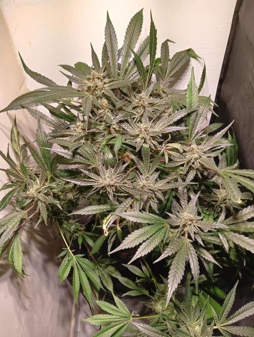 Another Love. Week 11