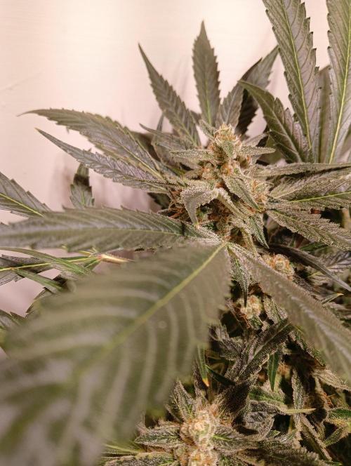 Another Love. Week 11