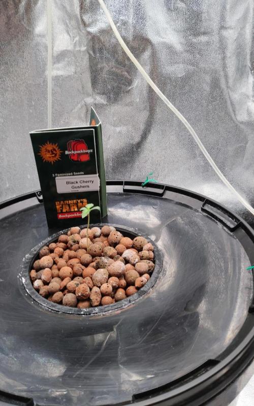 H A A R L E M M E R S T R A A T  102. Week 1