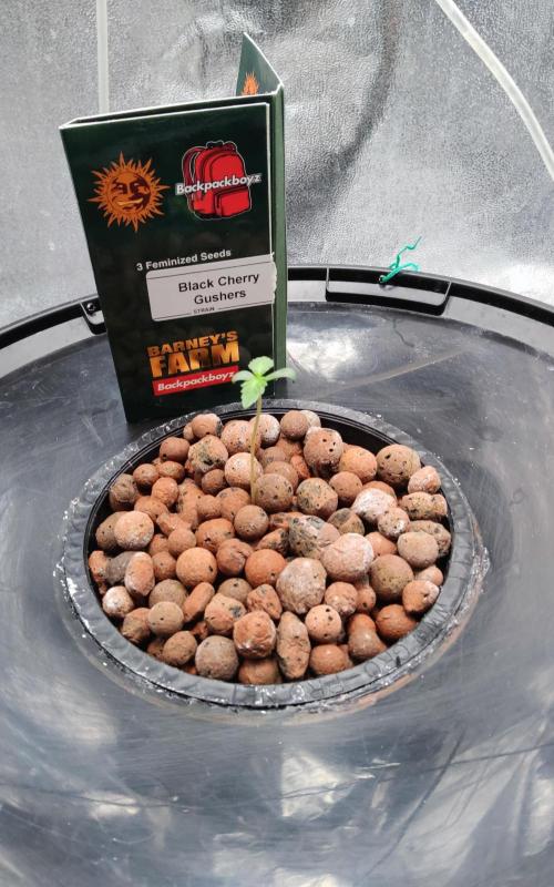 H A A R L E M M E R S T R A A T  102. Week 1