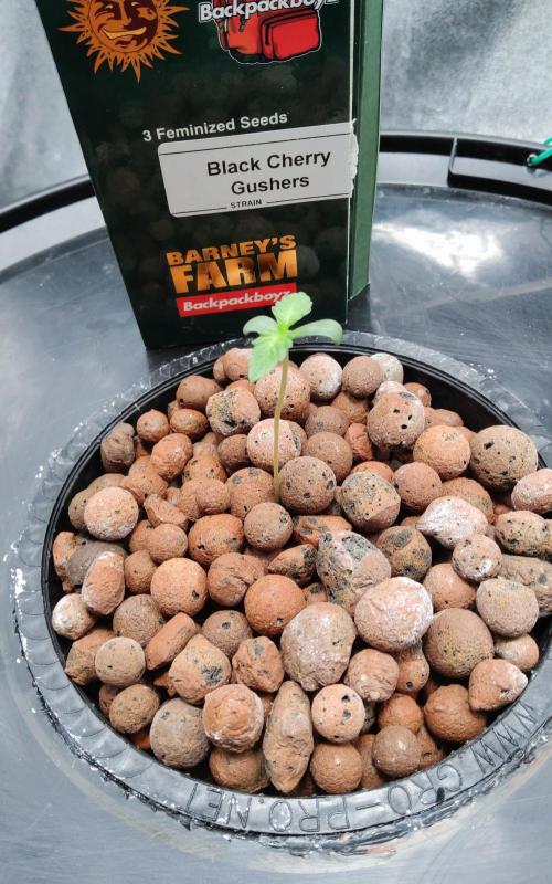 H A A R L E M M E R S T R A A T  102. Week 1