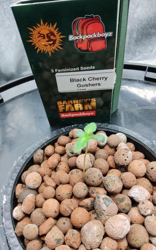 H A A R L E M M E R S T R A A T  102. Week 1