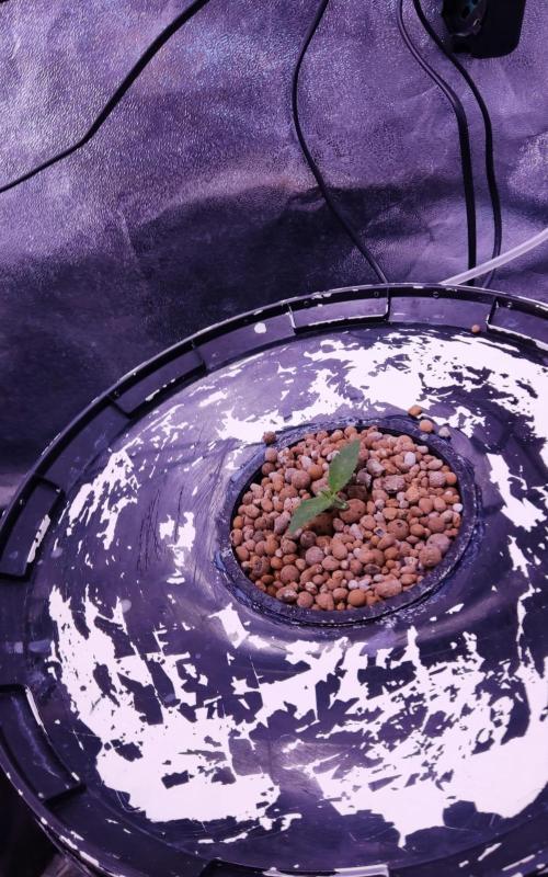 O. G. Diamond. Week 1