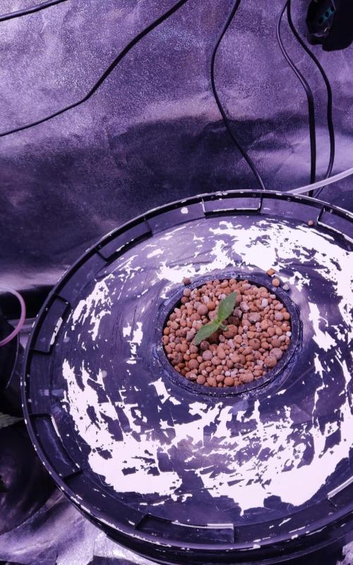 O. G. Diamond. Week 1