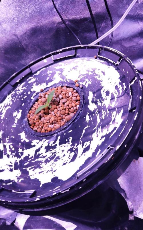 O. G. Diamond. Week 1