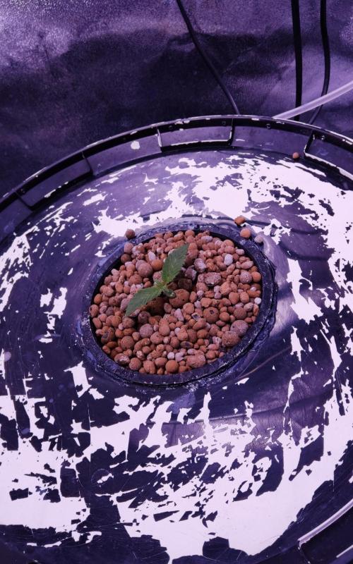 O. G. Diamond. Week 1