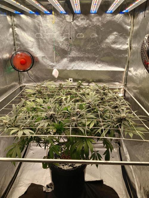 My Future. Week 13