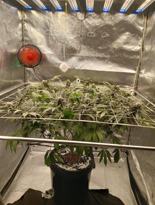 My Future. Week 13