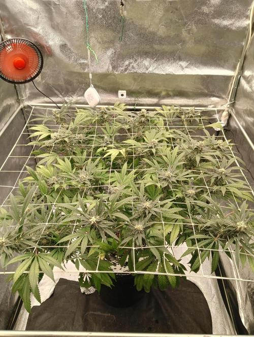 My Future. Week 13