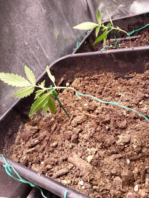 ZOAP 👽. Week 2