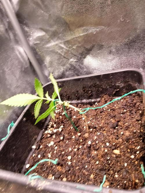ZOAP 👽. Week 2