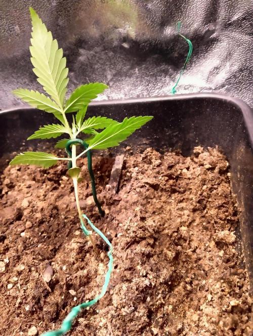 ZOAP 👽. Week 2
