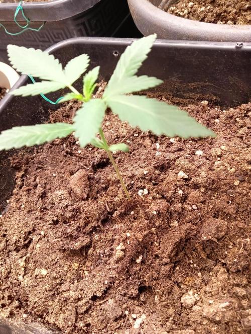 ZOAP 👽. Week 2