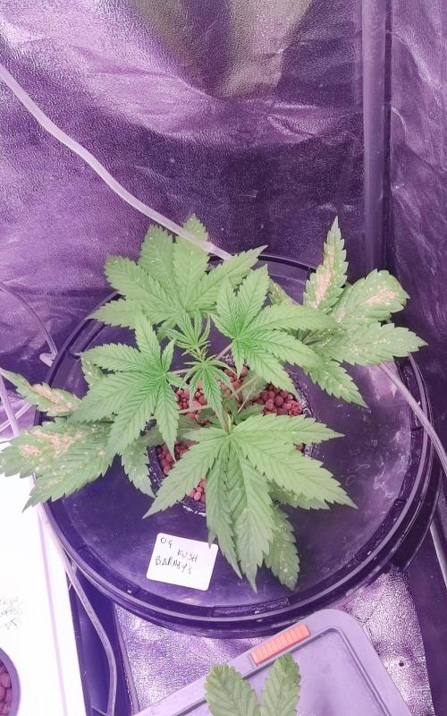 O. G. Diamond. Week 3