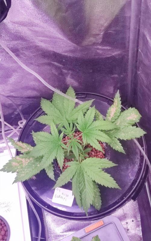 O. G. Diamond. Week 3