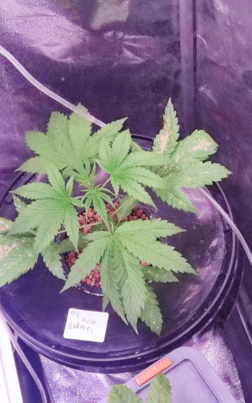 O. G. Diamond. Week 3