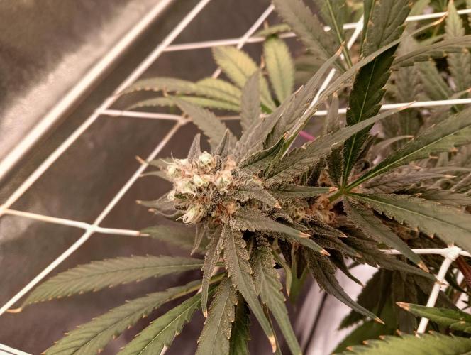 My Future. Week 14