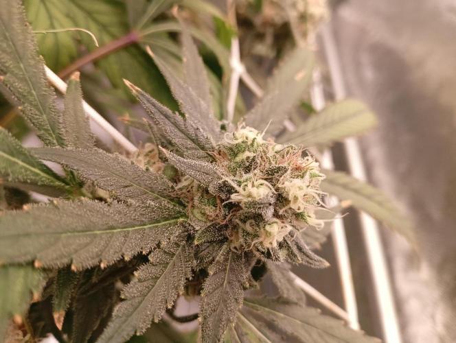 My Future. Week 14