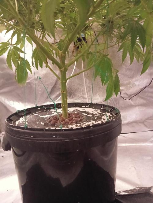 My Future. Week 14
