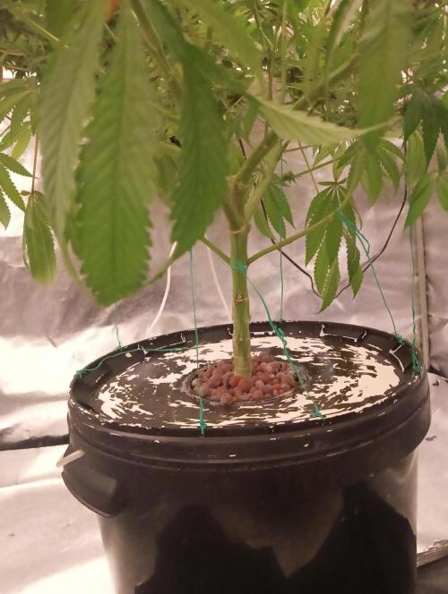 My Future. Week 14