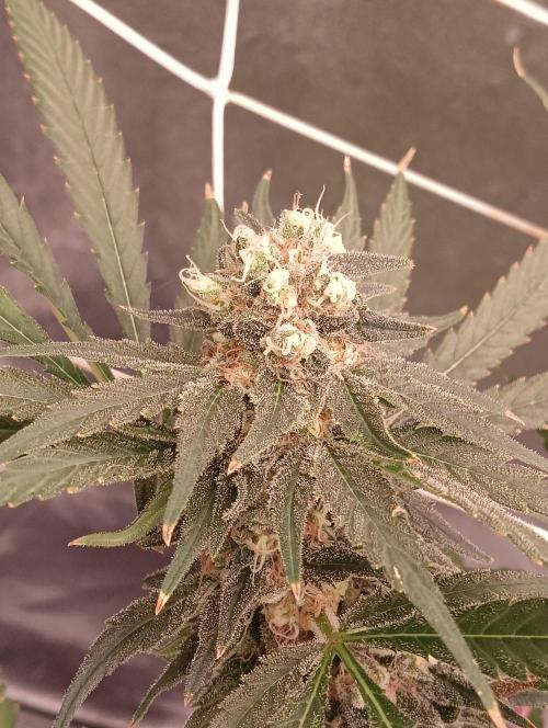 My Future. Week 14