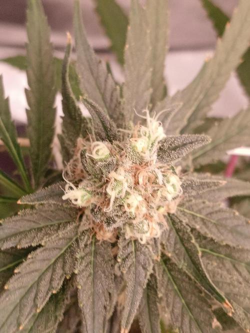 Future #1. Week 14