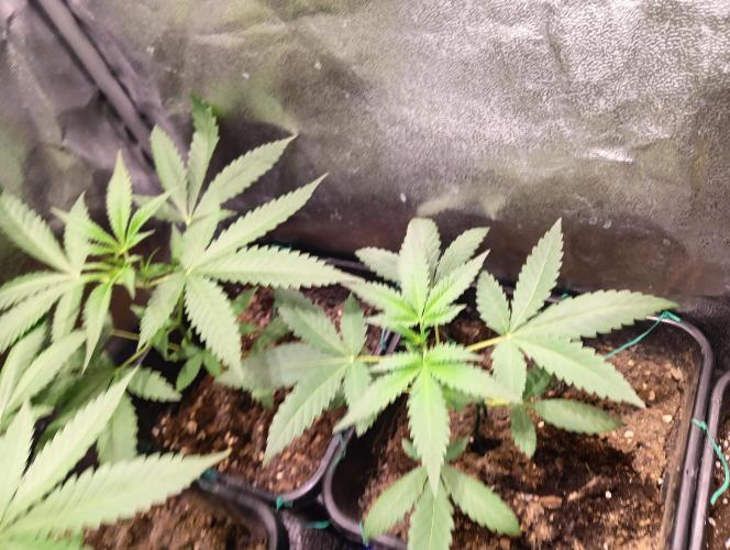 ZOAP 👽. Week 3