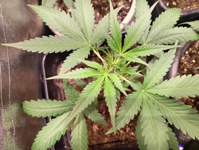 ZOAP 👽. Week 3