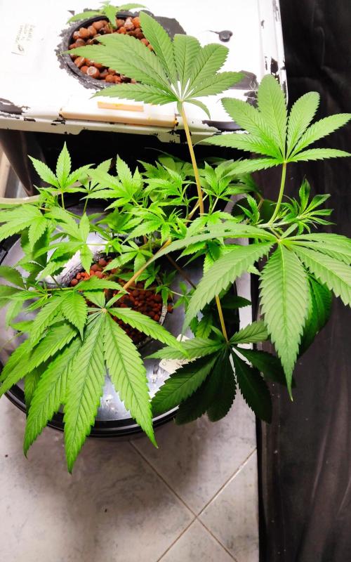 O. G. Diamond. Week 4