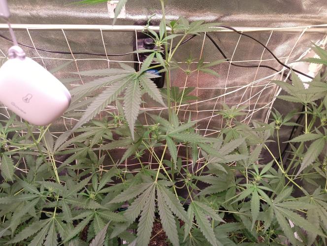 ZOAP 👽. Week 4
