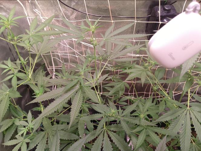 ZOAP 👽. Week 4