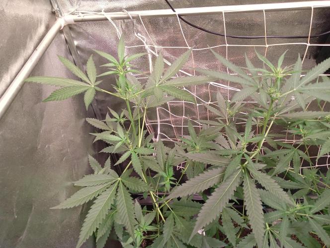 ZOAP 👽. Week 4